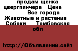 продам щенка цвергпинчера › Цена ­ 15 000 - Все города Животные и растения » Собаки   . Тамбовская обл.